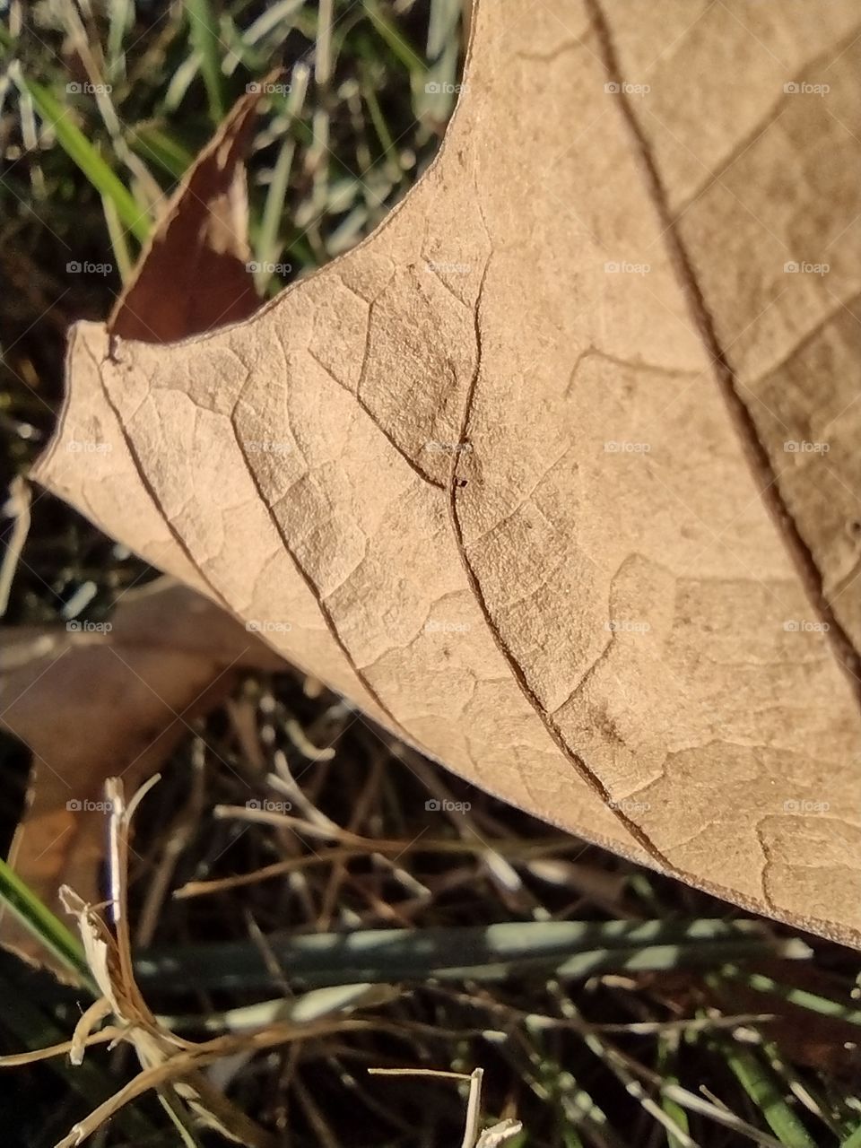 Unfiltered, beautiful close-up of a leaf in atumn