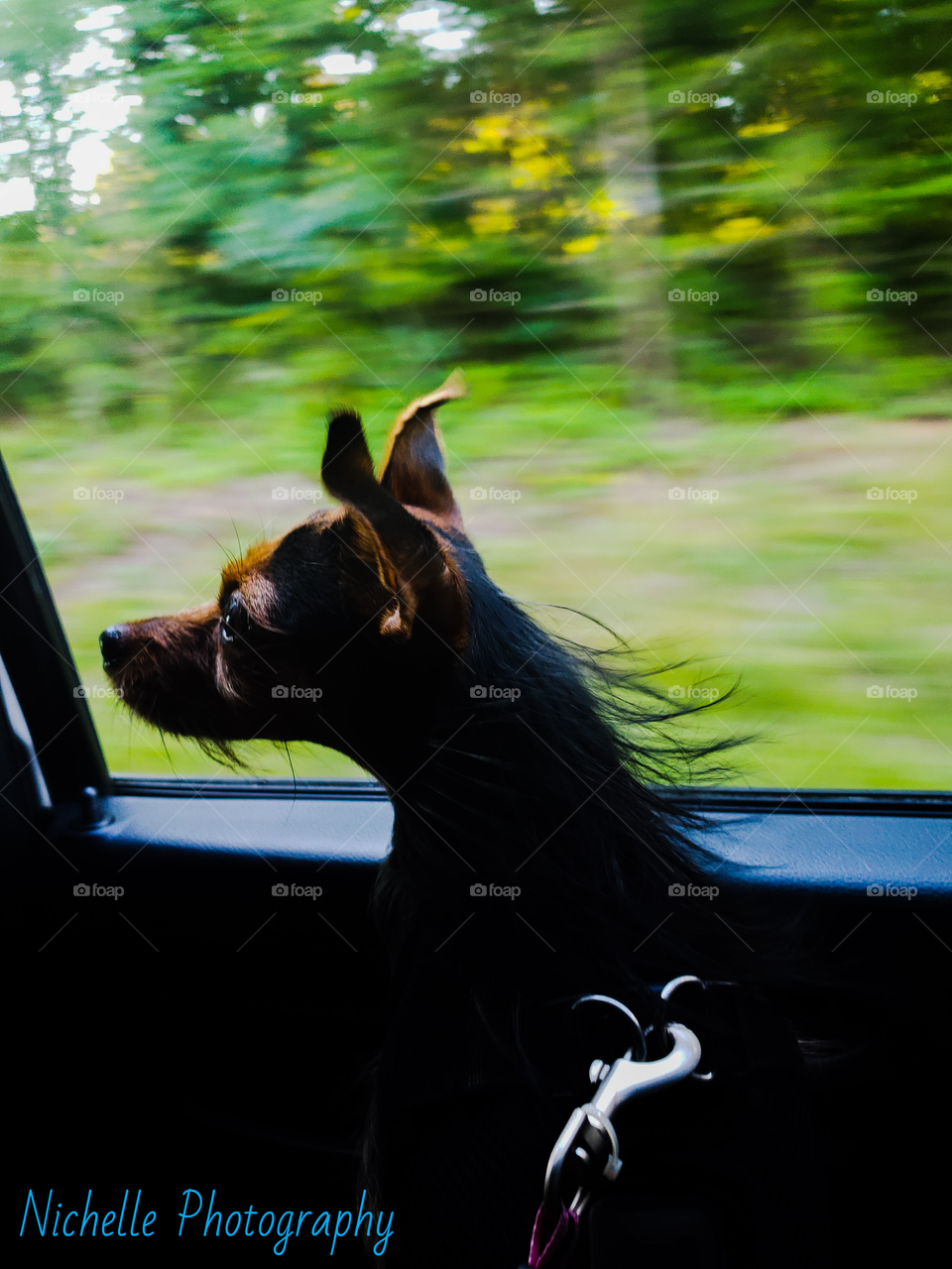 dog car ride bestfriend