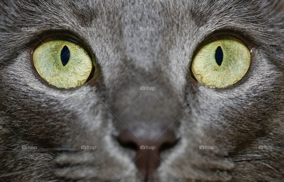 Cat eyes