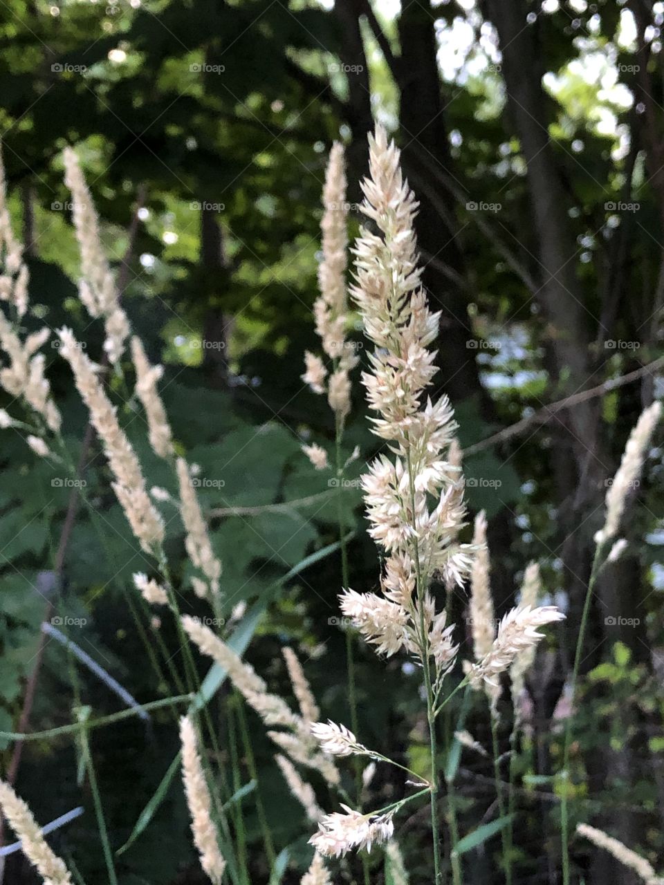 Reed Canary Grass, an invasive weed I found in my backyard