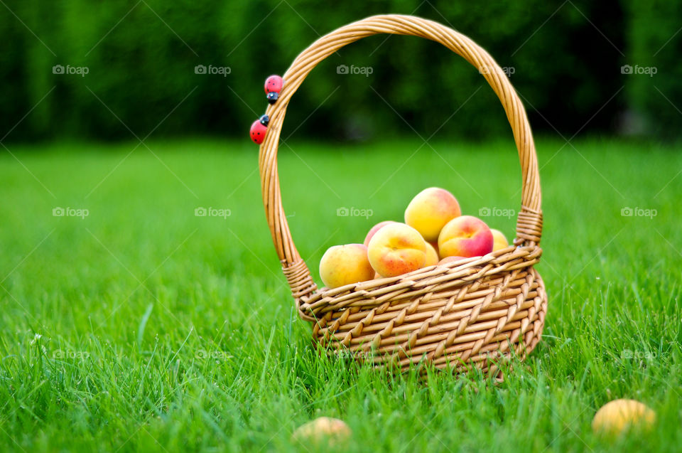 Fresh apricots summer fruits in basket on green grass background 