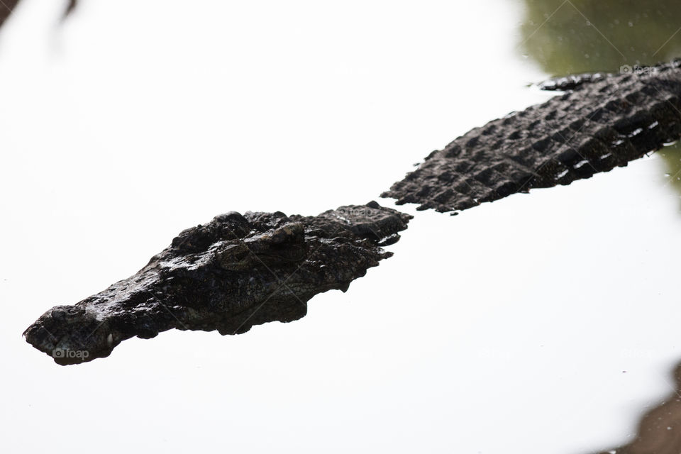 Crocodiles in water