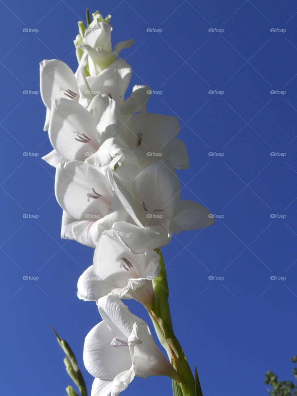 Brightly colored flower with blue sky background.