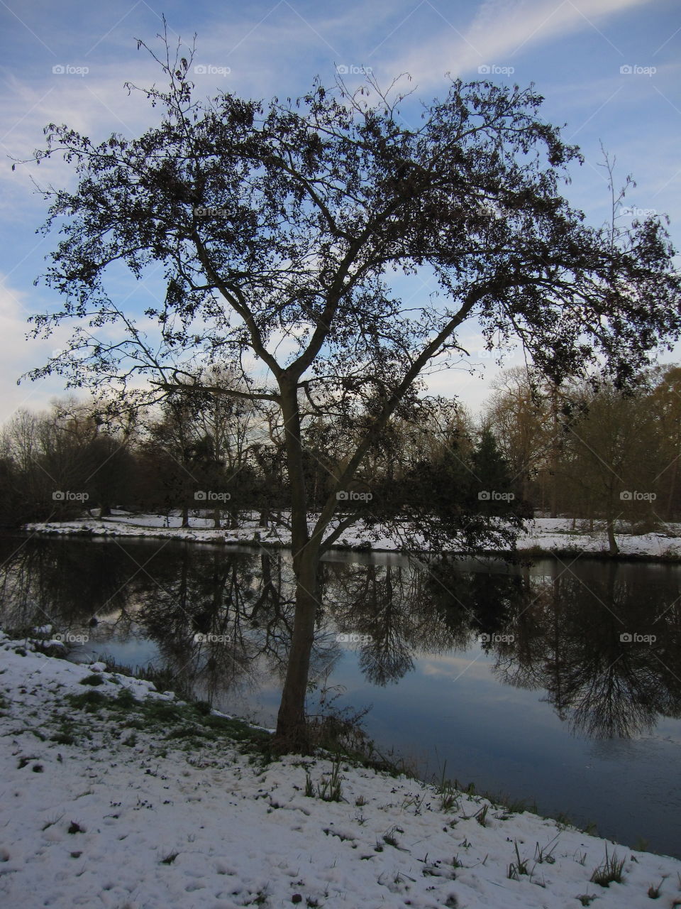 Tree, Landscape, Winter, Nature, No Person