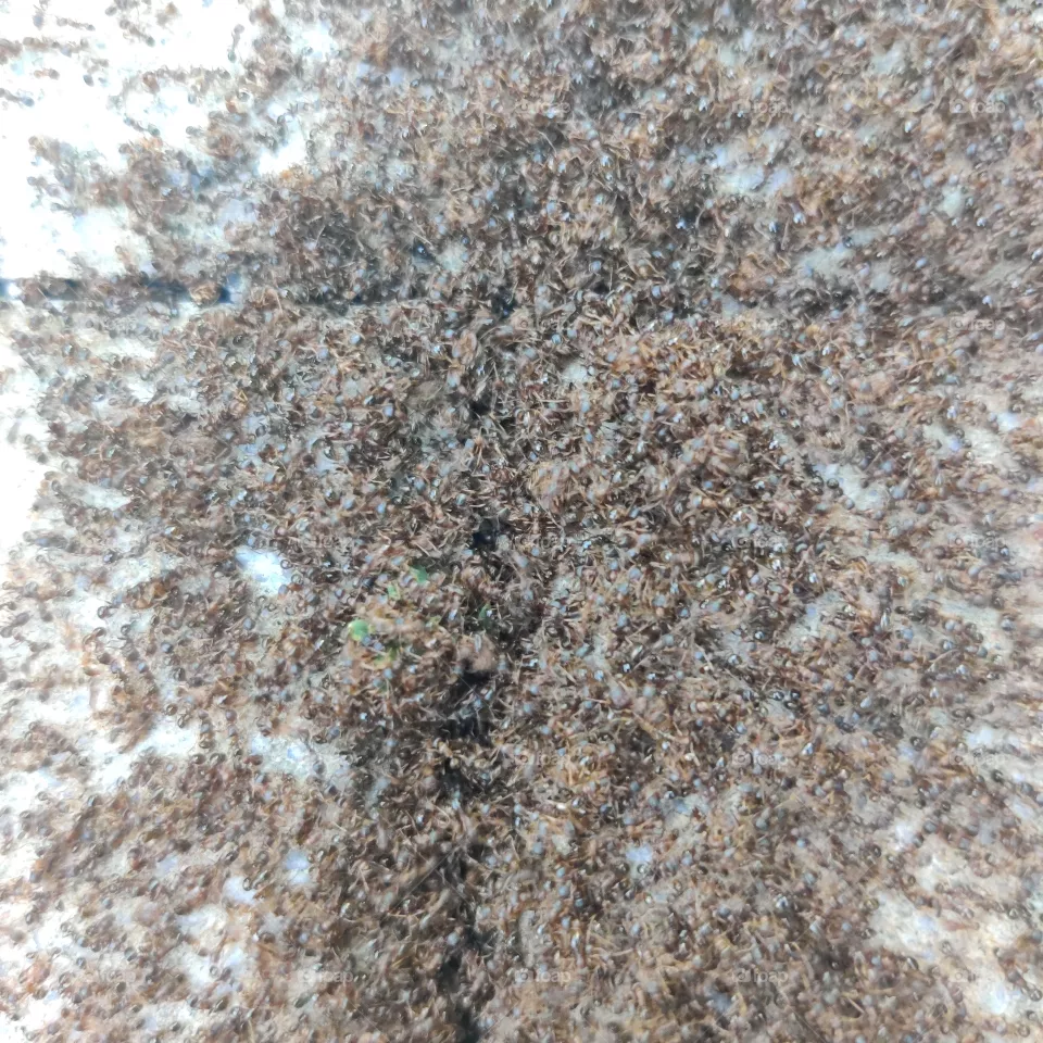 Invasion of ants.
