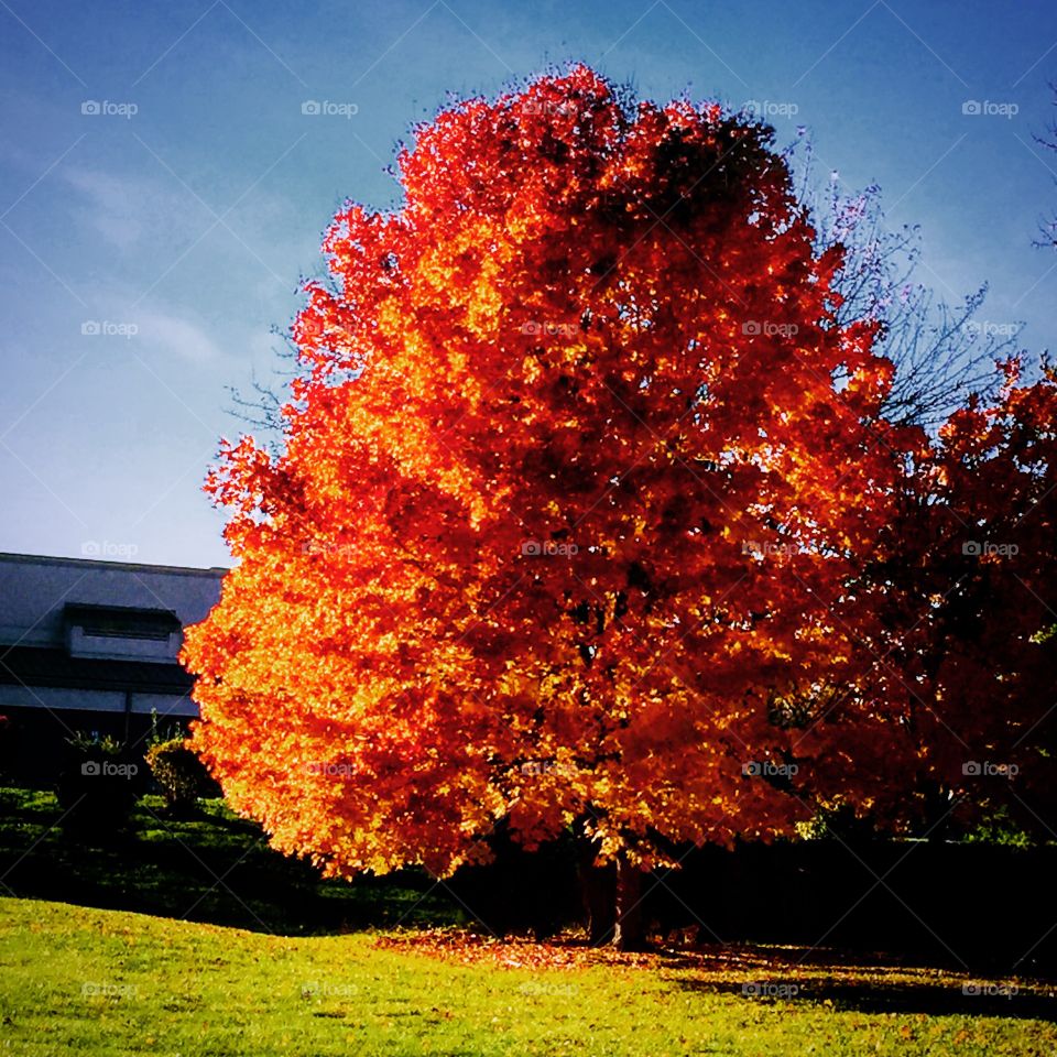 Fall tree