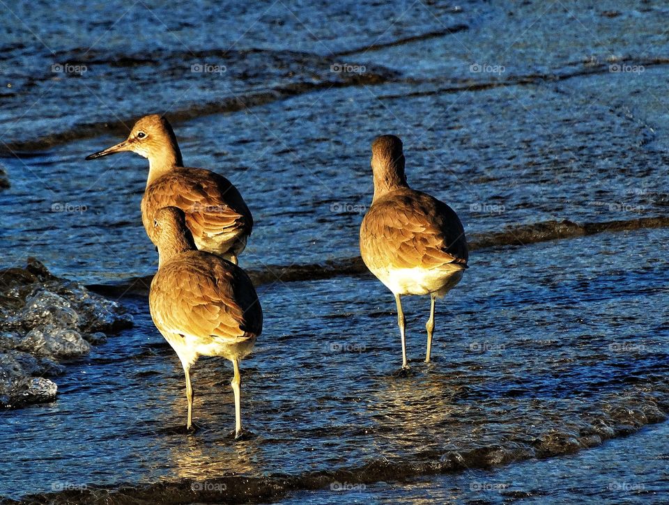Seabirds At Sunset. Curlews On The Shore During The Golden Hour
