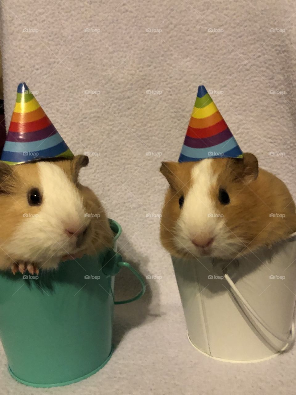 Guinea pig rodent party