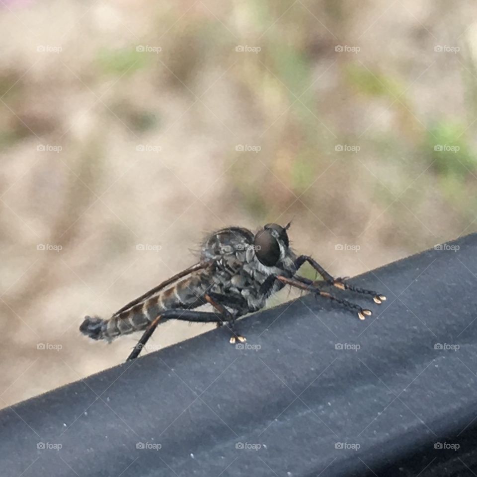 No idea what kind of bug this thing is but it has little feets! 