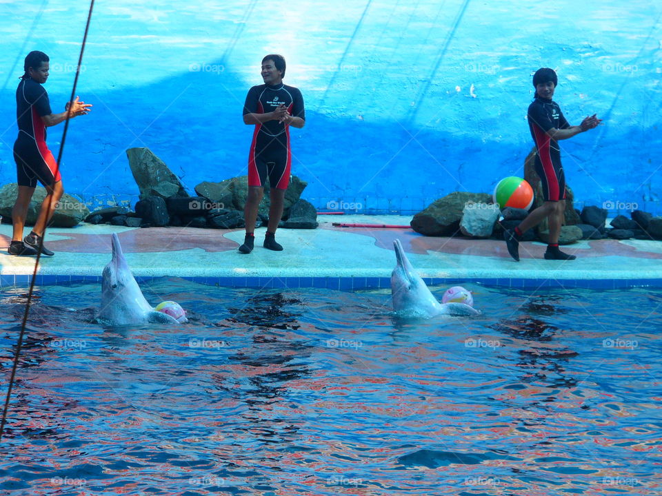 Swimming, Water, Dug Out Pool, Underwater, Dolphin