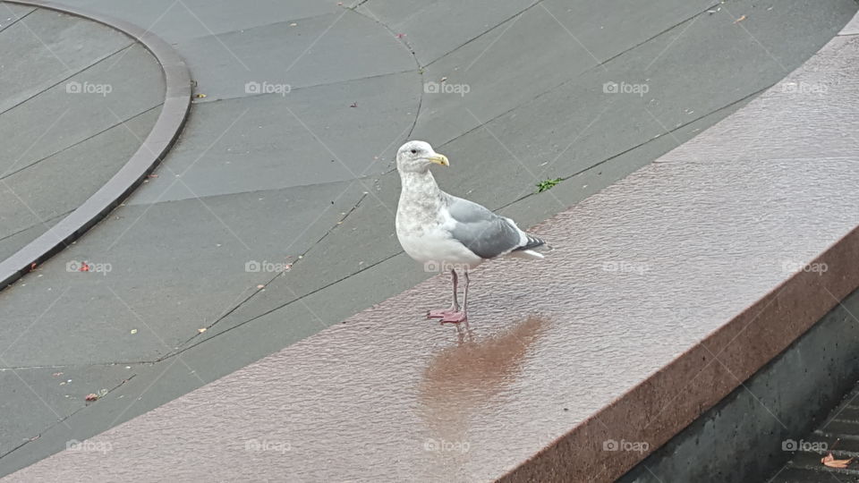 seagull in seattle