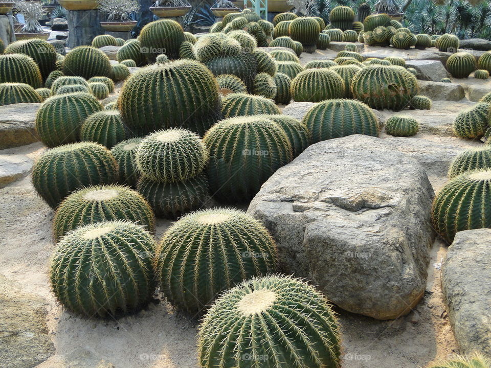 Cactus