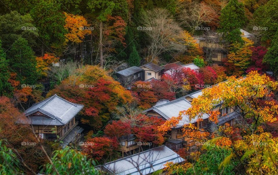 Konoha Autumn, Japan