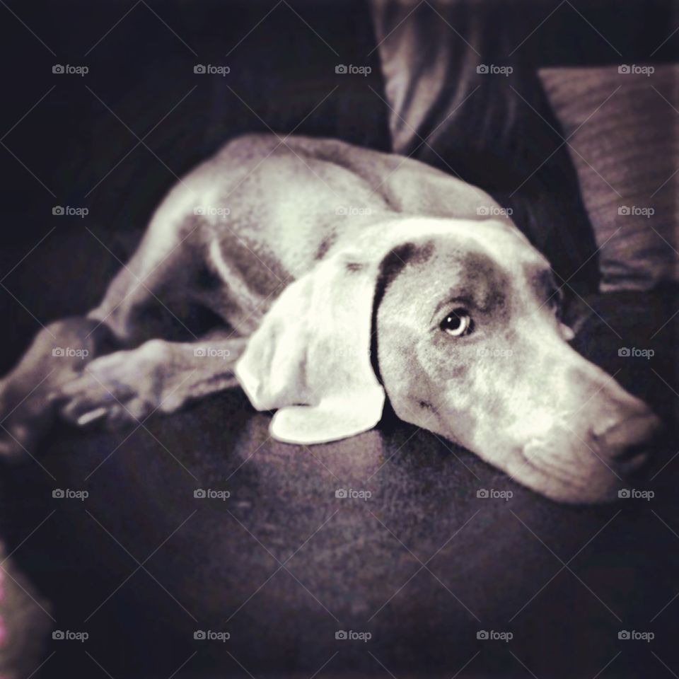 Weimaraner in Thought