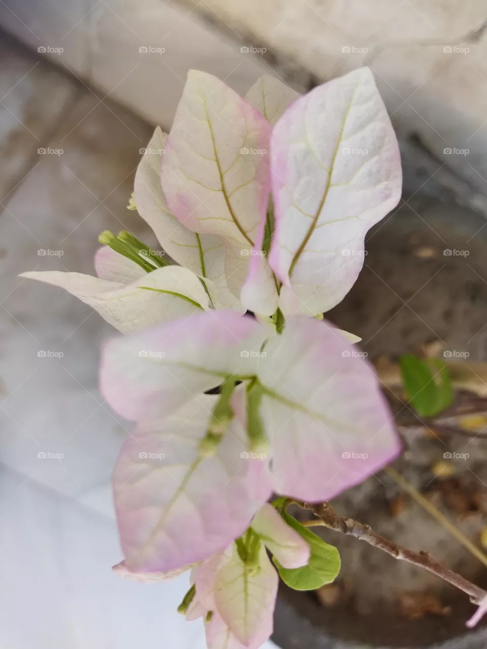 Bougainville white&pink flowers
