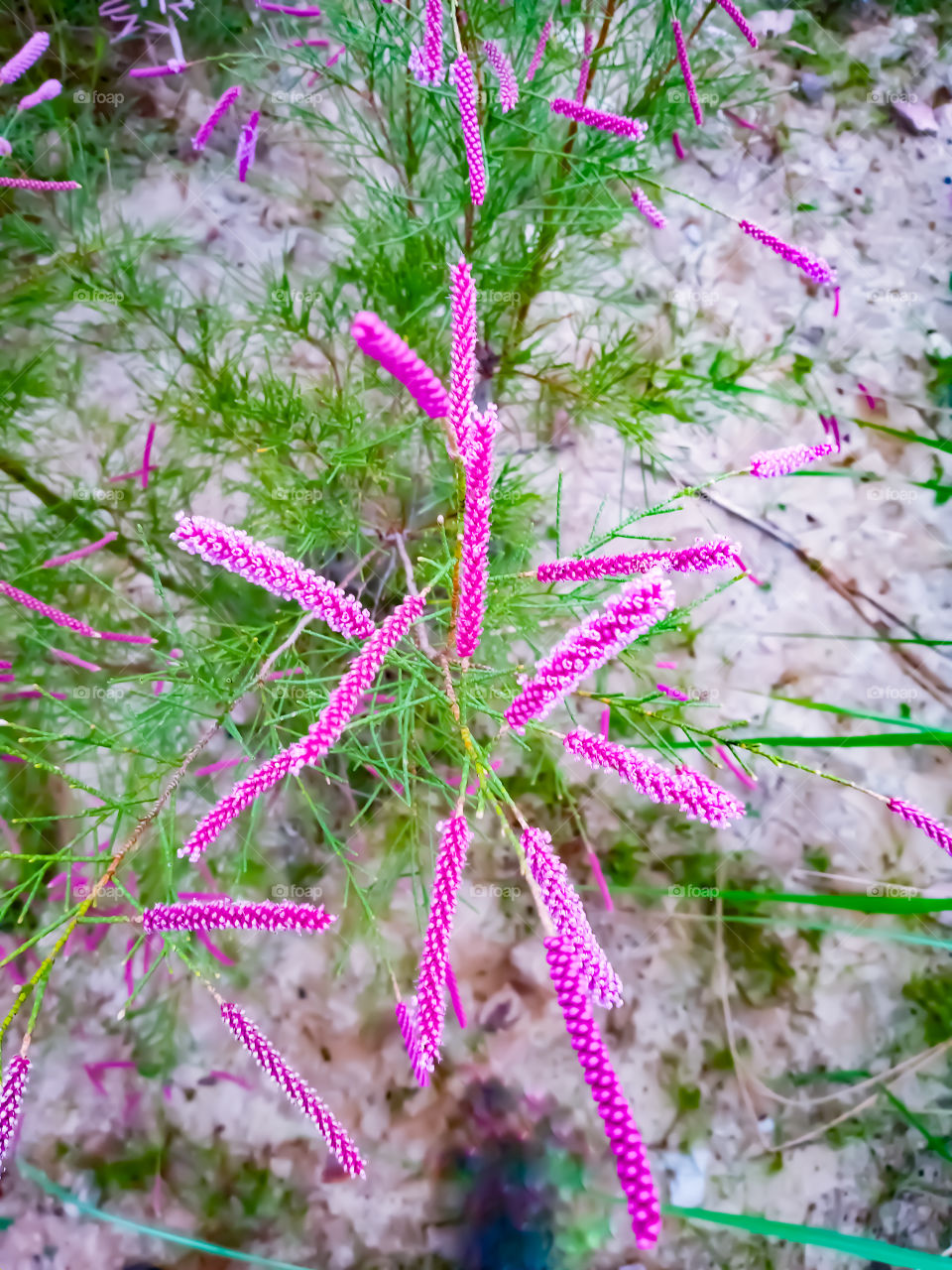 Blooming Tamarix ramosissima pink flowers in garden