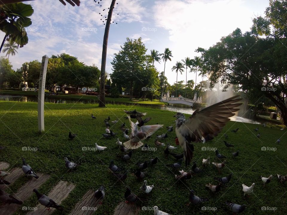 Flying pigeons caught in flight, Chiang Mai, Thailand