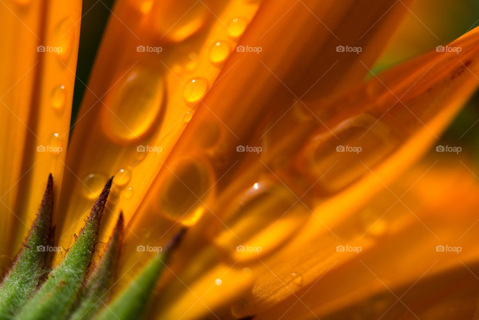 wild flower dew drops