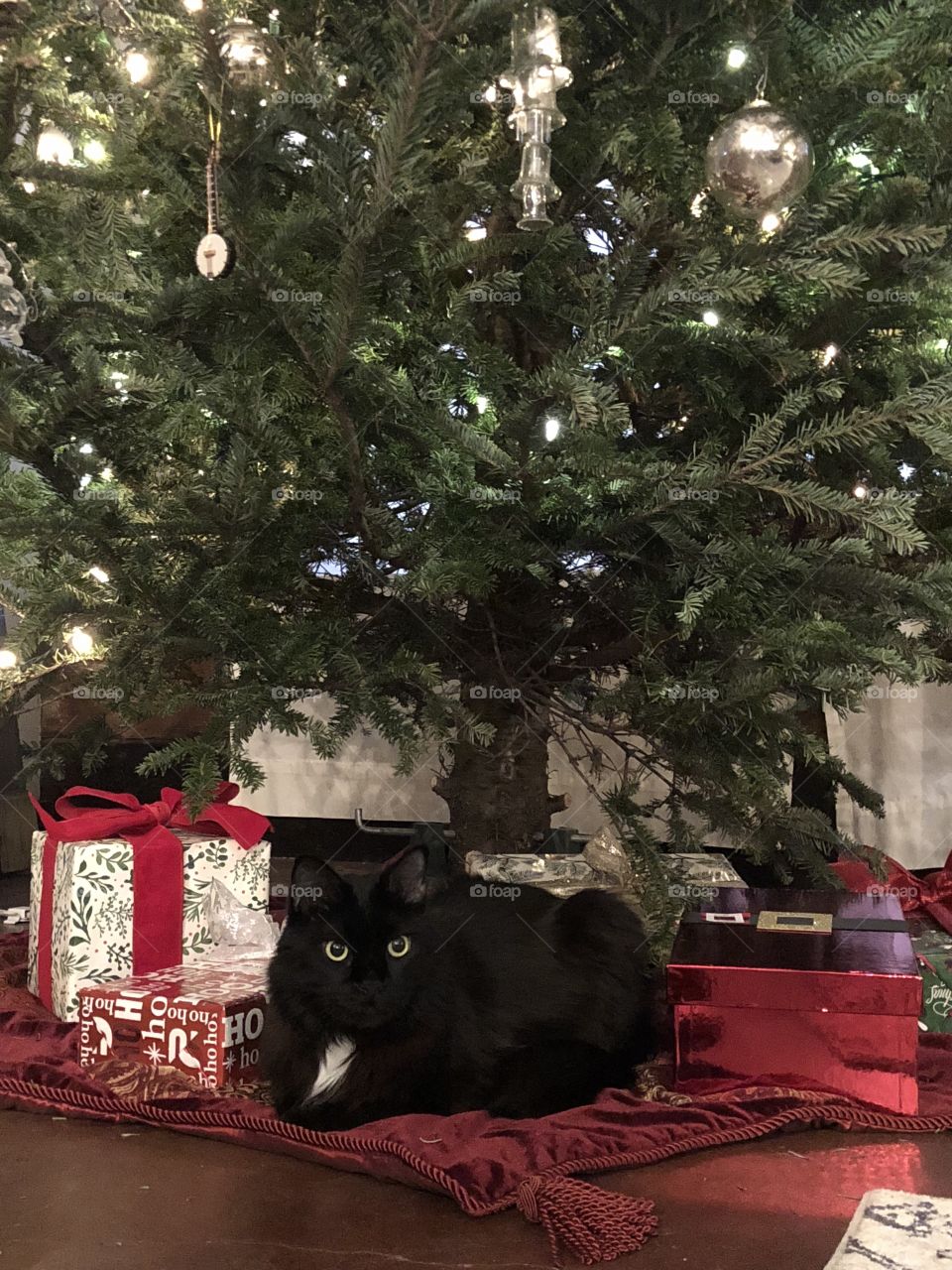 Christmas Kitty