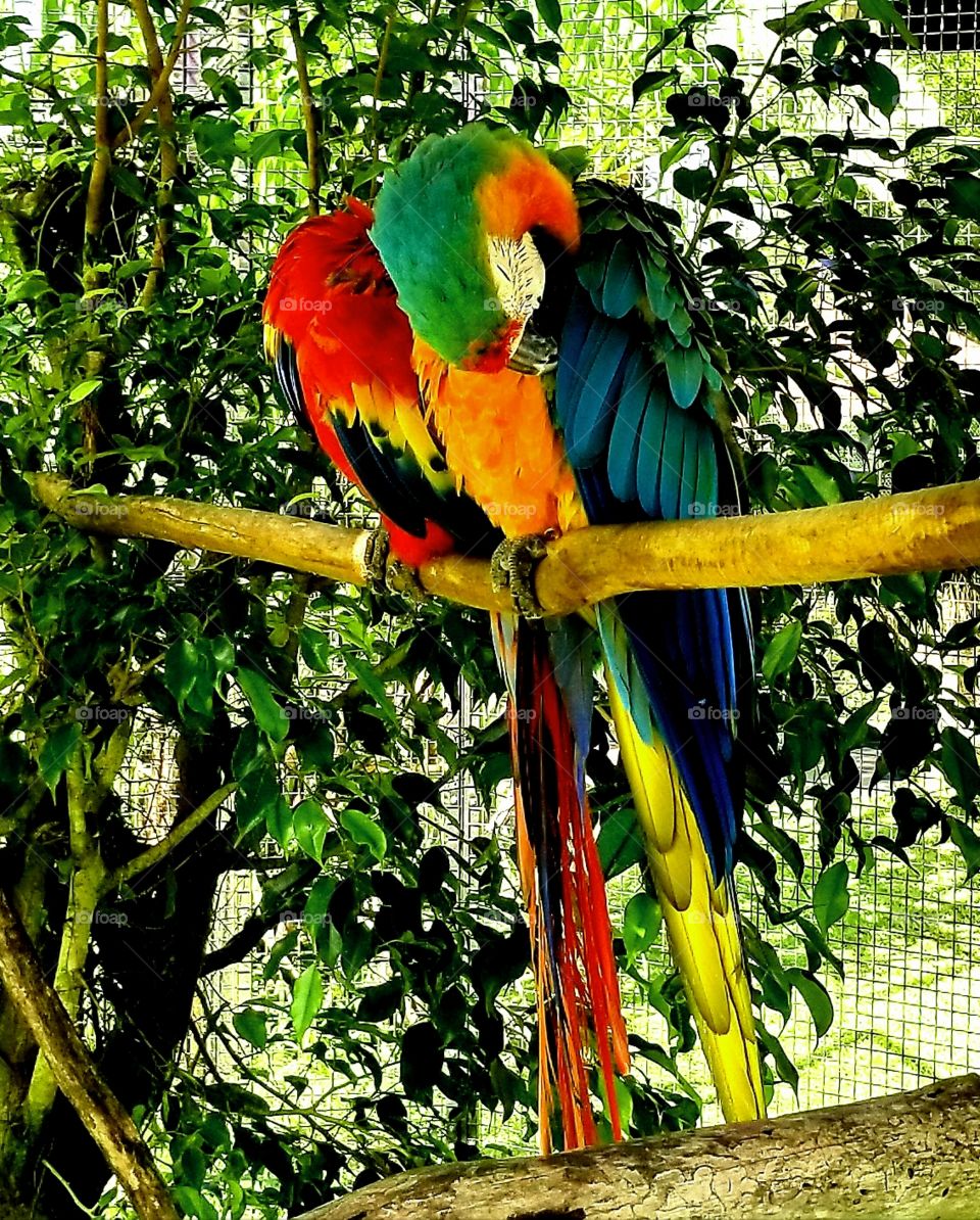 2 Parrots at zoo