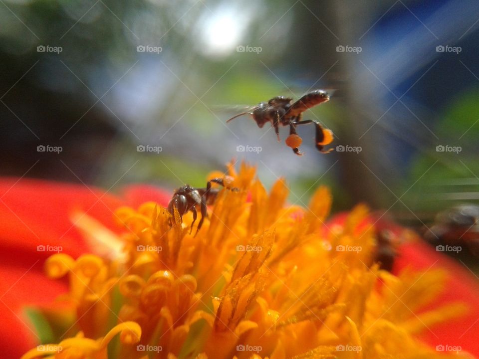 Natural+honnybee+best+beuty+flower+wallpaper