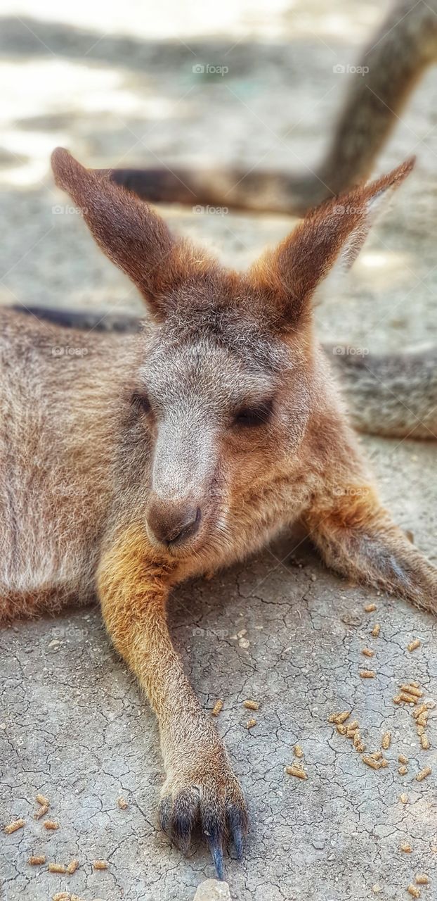 baby kangaroo