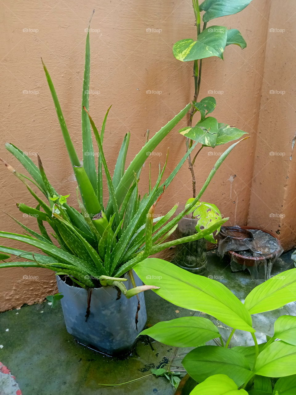 Cactus plant in my terrace garden
