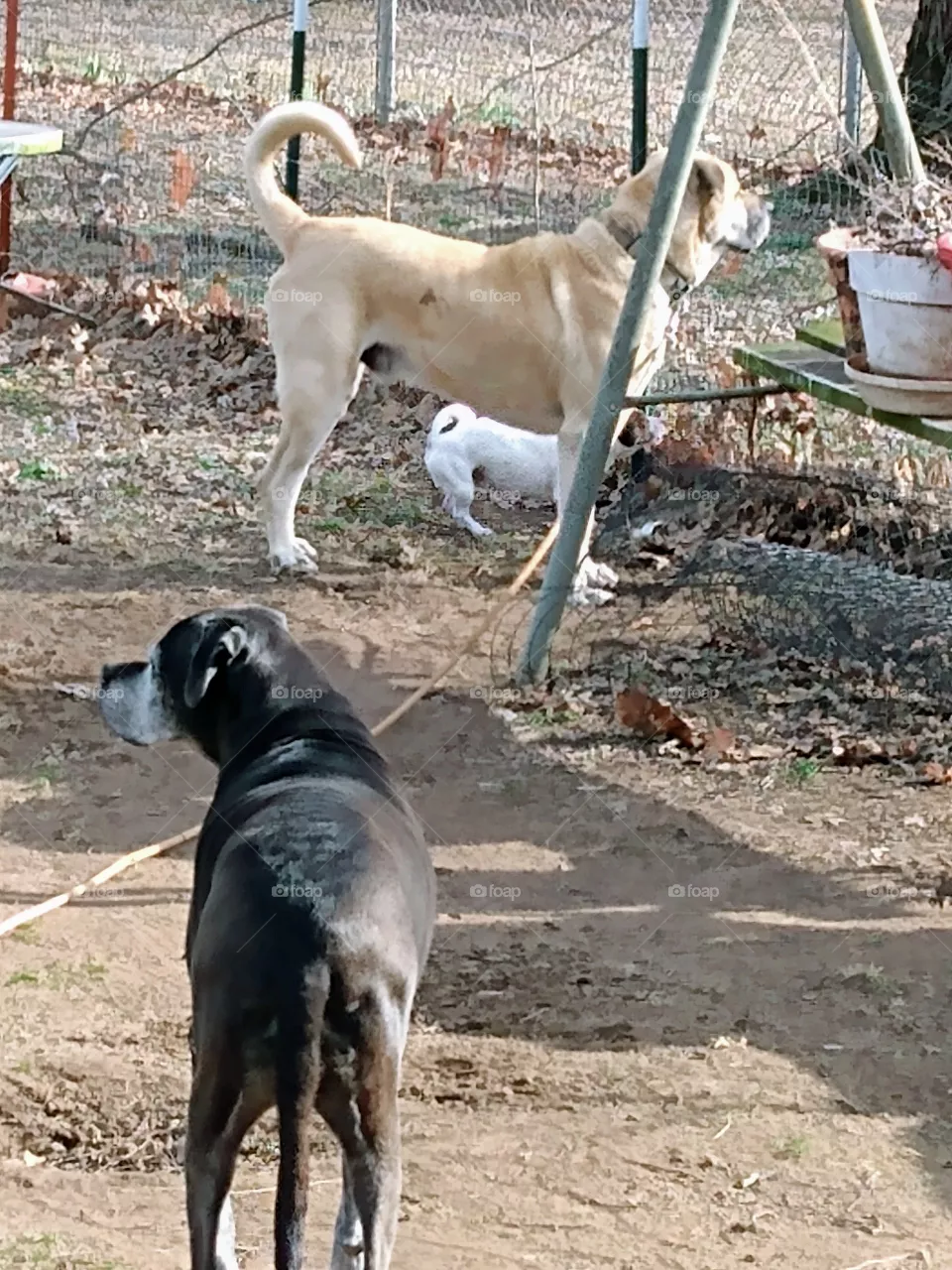 this is my power of three they make my life complete.a keep me busy.
