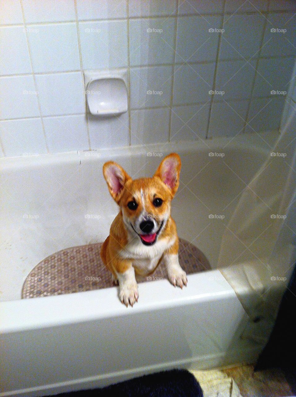 Portrait of dog in bath tub