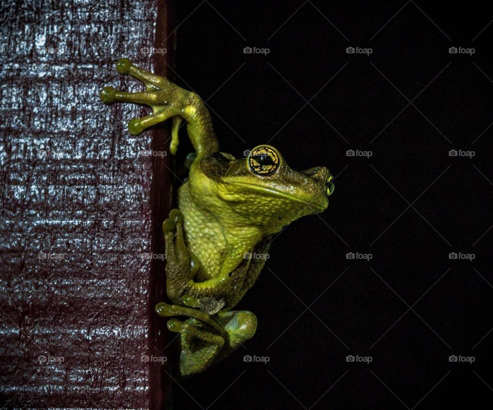 FROG AT HOME