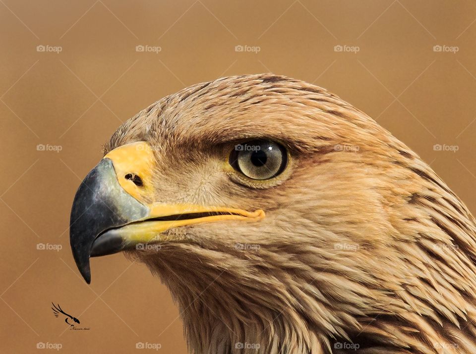 Imperial eagle 
