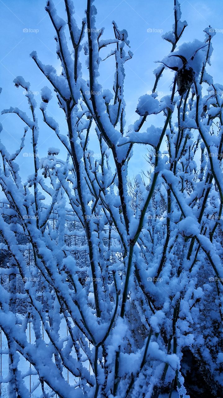 snow