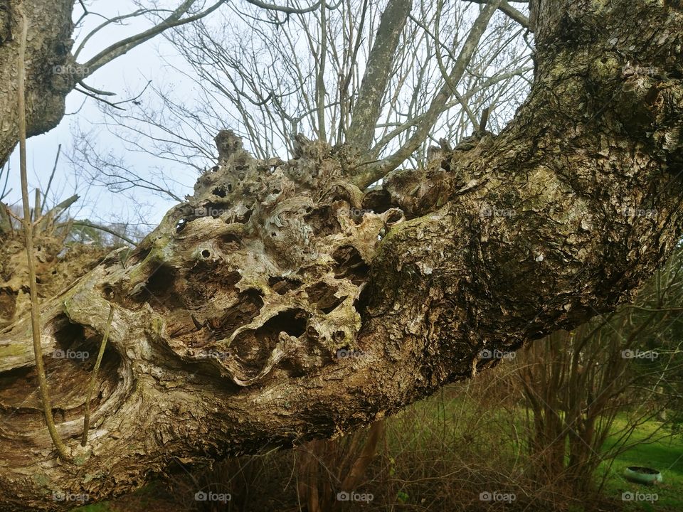 Deformed and Diseased Tree