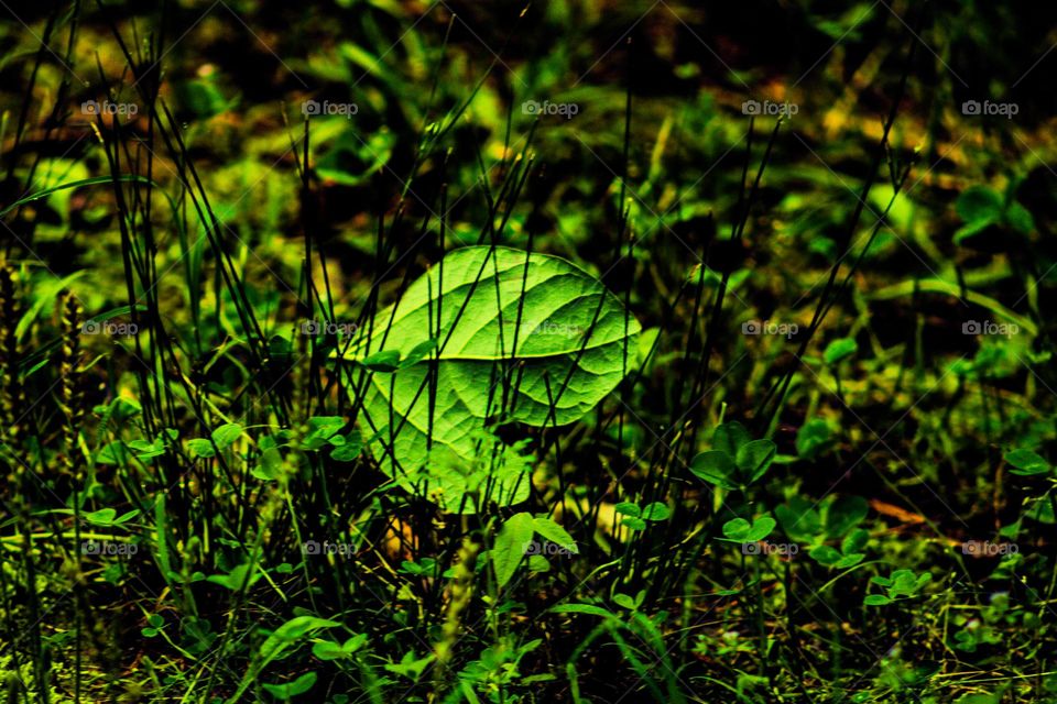 leaf in the grass