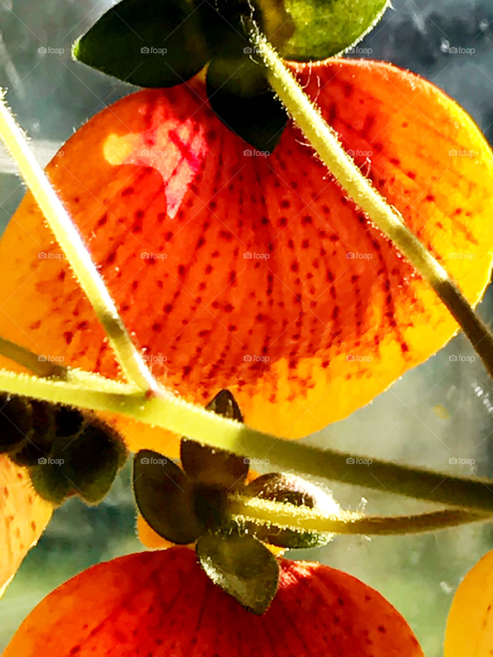 Orange and yellow puff flower
