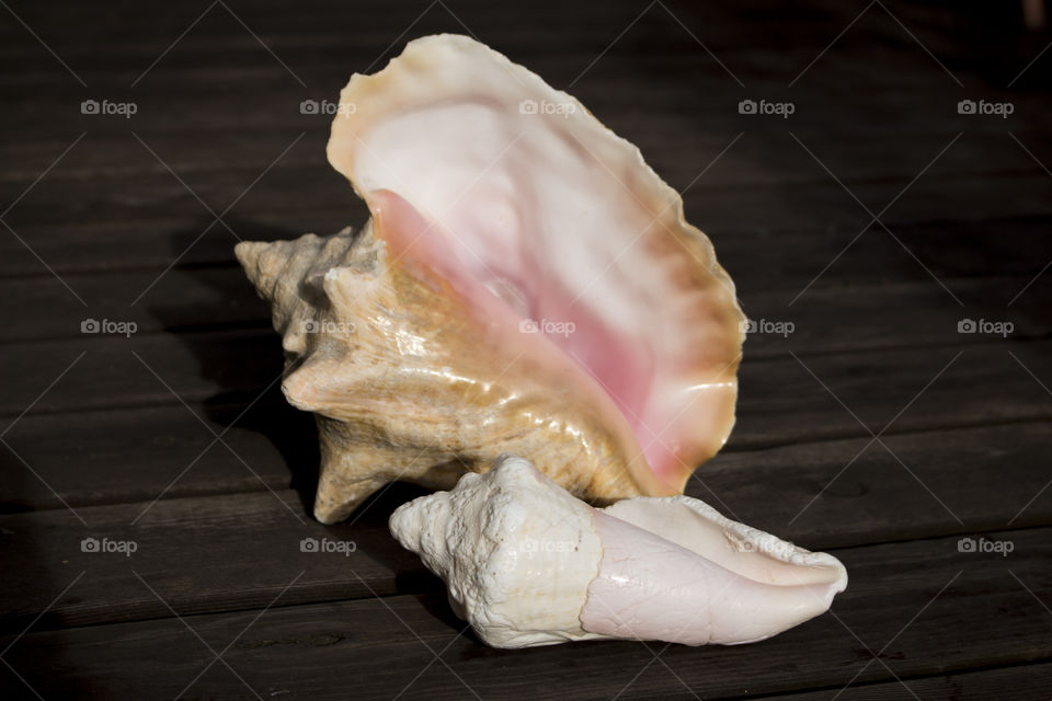 Large seashells wood 
