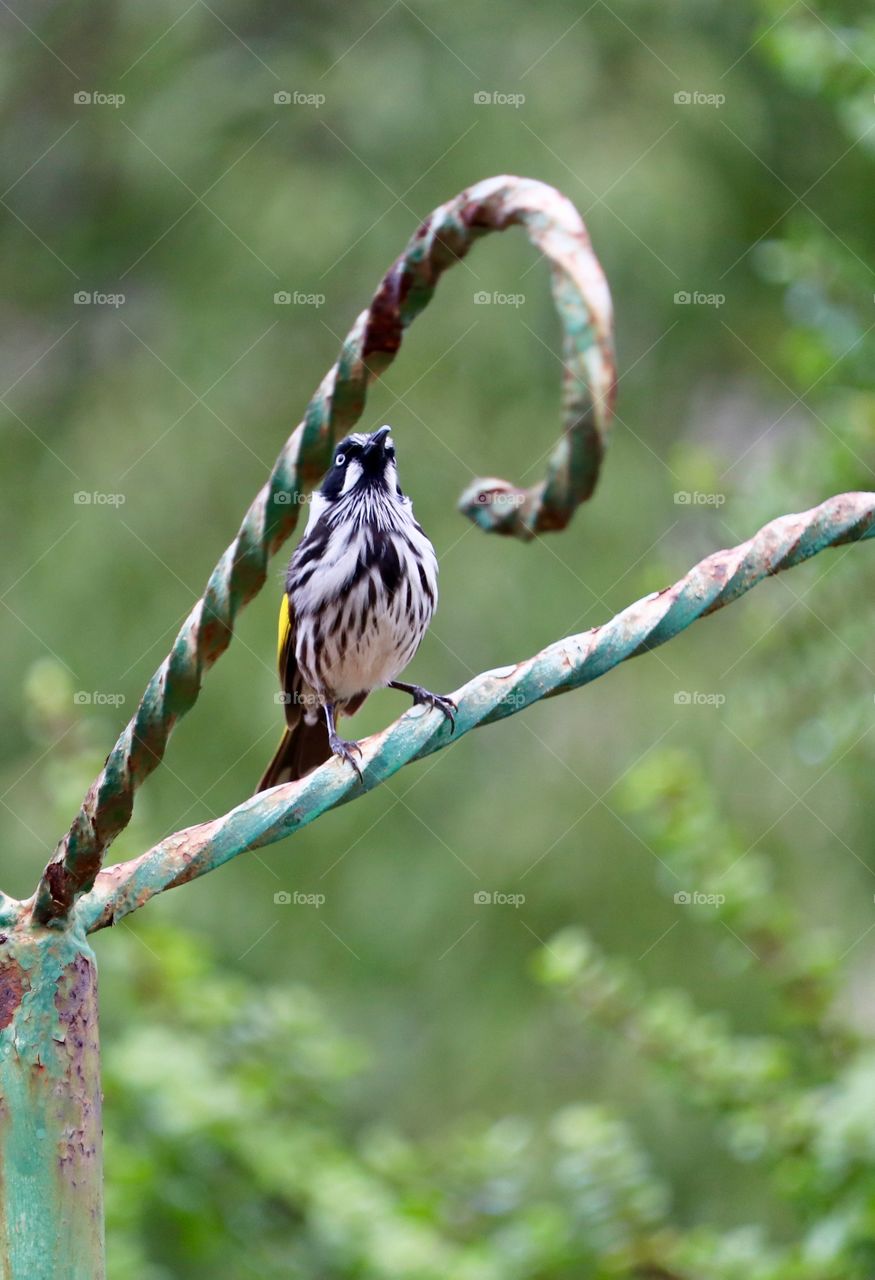 White-cheeked Honeyeater bird closeup on metal post blurred background 