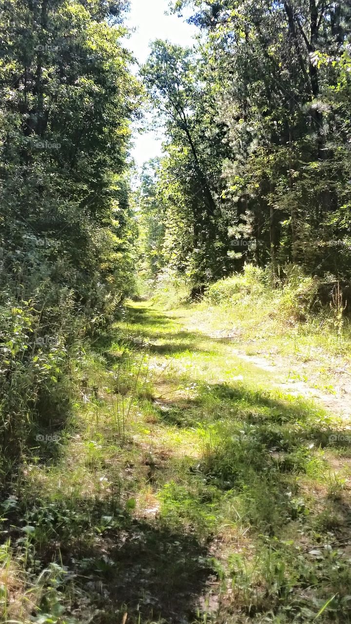 Wooded Path