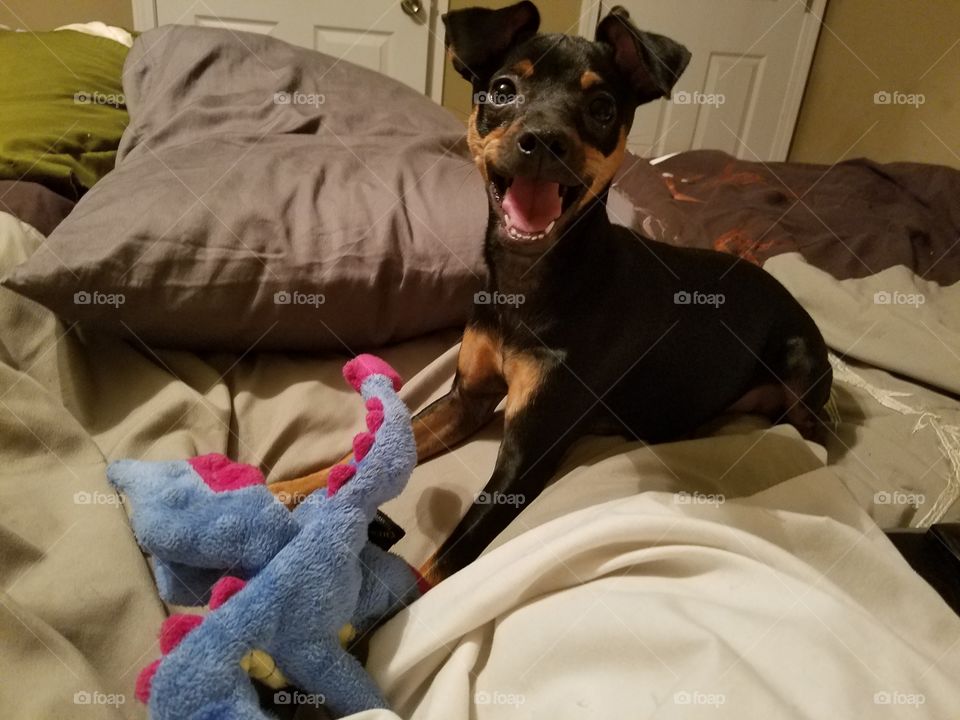 Dragon and a Puppy