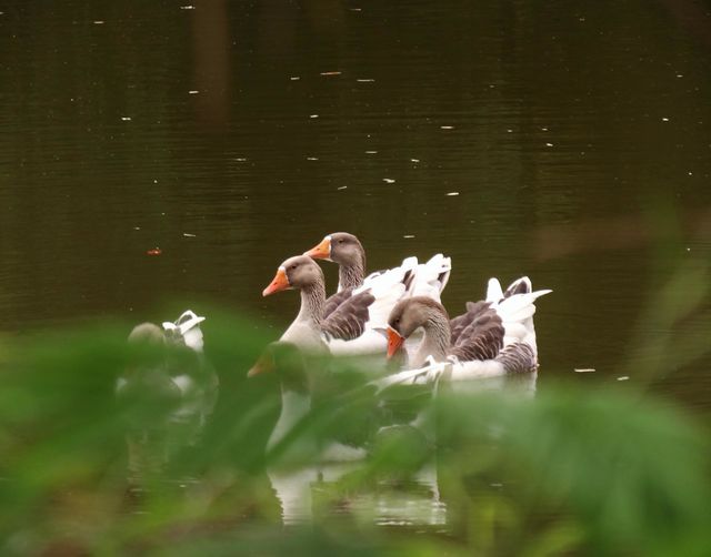 Goose on the water