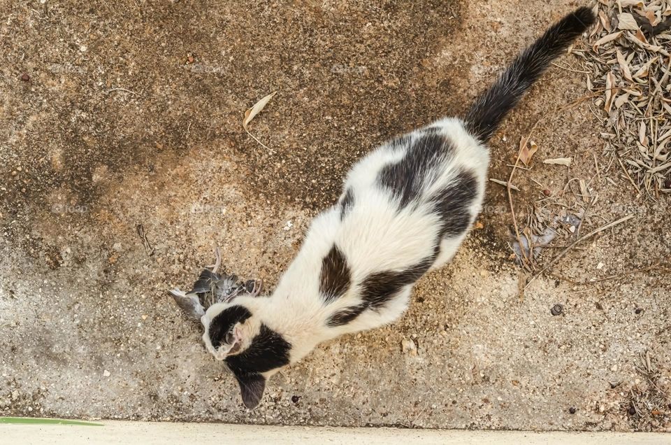 A Cat Eating A Bird