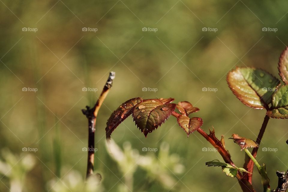 Rain drops on leaves