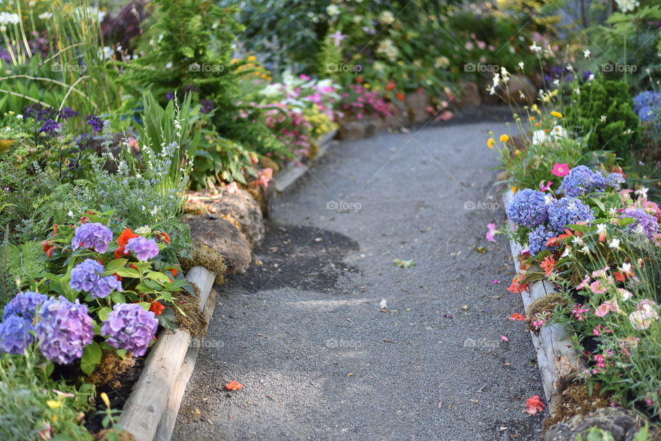 Flowers in walkway