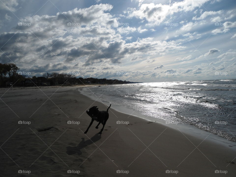 Bowser running on the beach playing fetch! Pure happiness!