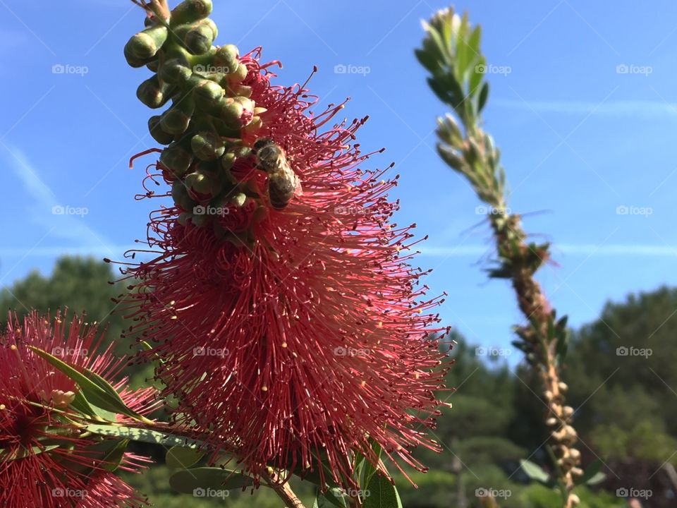 Nature, No Person, Flora, Flower, Tree