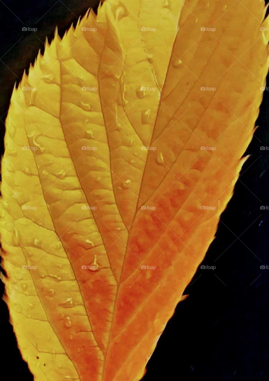 yellow leaf with water droplets