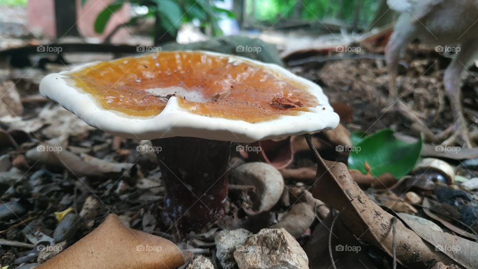 mushroom pancake :)
