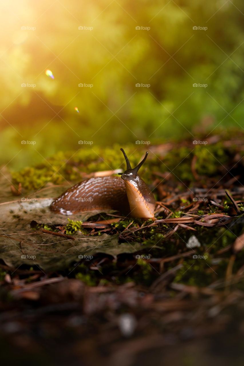 A slug at the castle of Dracula in Bran. 🇷🇴