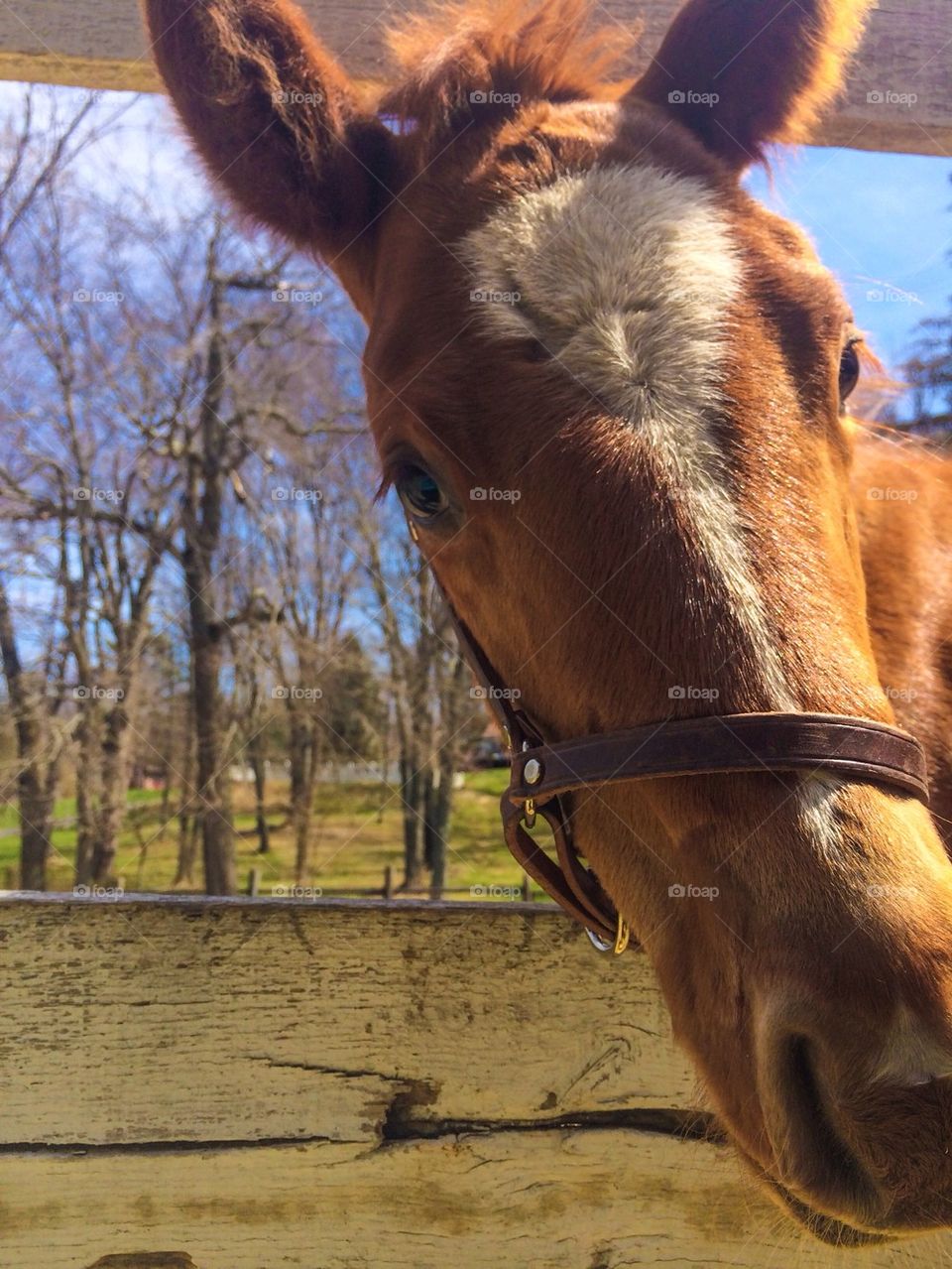 Close-up of a horse head