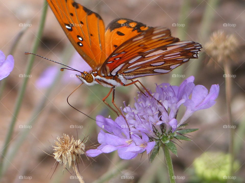 Side view butterfly on purple flower 